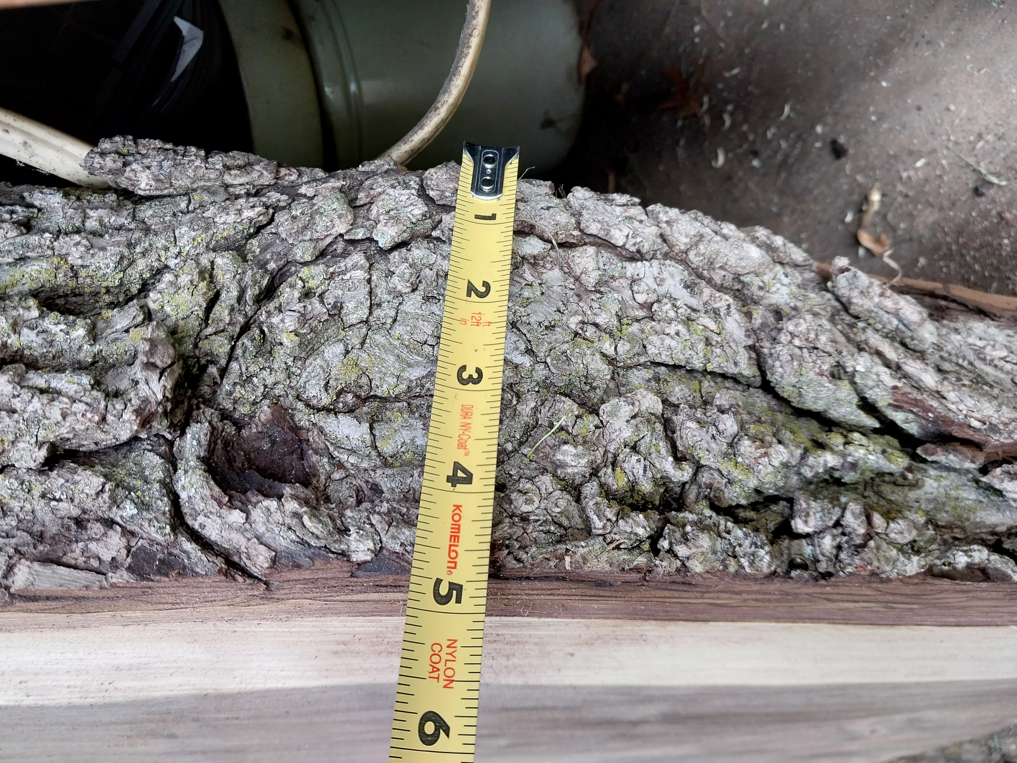 Crotch Walnut