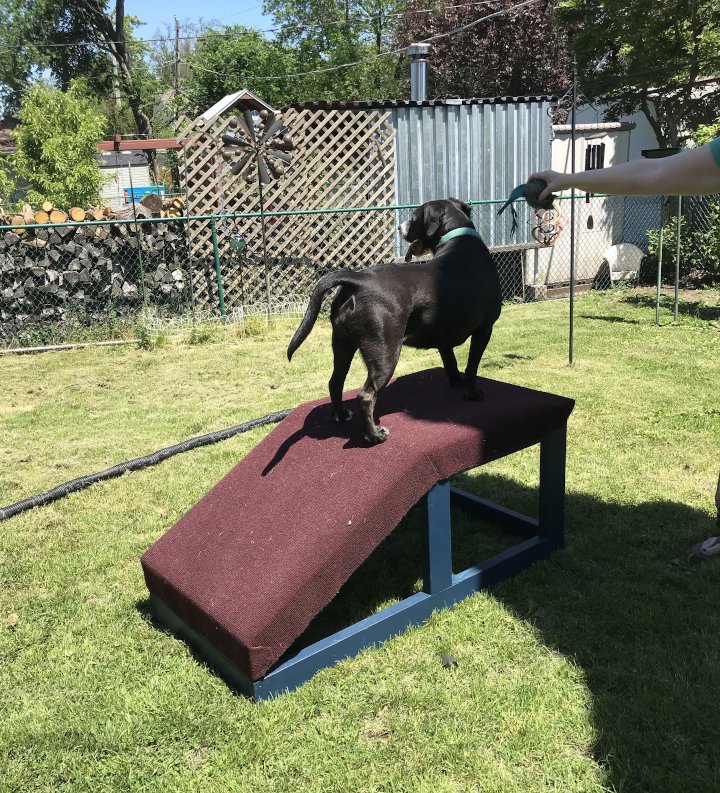 Jeffrey Kramer: Doggie Playset (Dog not included)