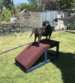 Jeffrey Kramer - Doggie Playset (Dog not included)